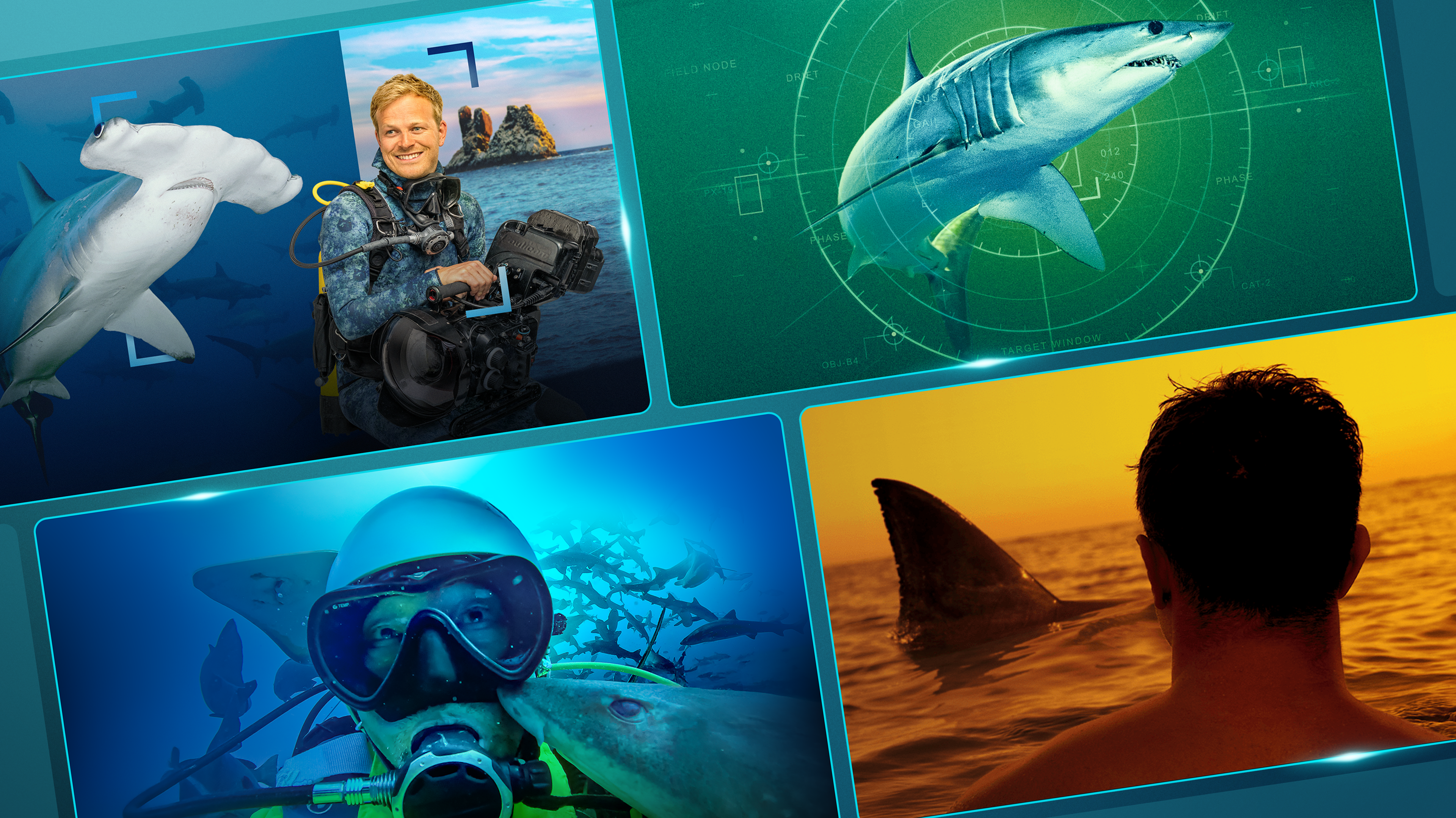 A collage of four underwater and ocean-themed panels featuring scuba divers and sharks, including a hammerhead shark, a shark targeted on a green radar screen, and a person watching a shark fin break the water at sunset.