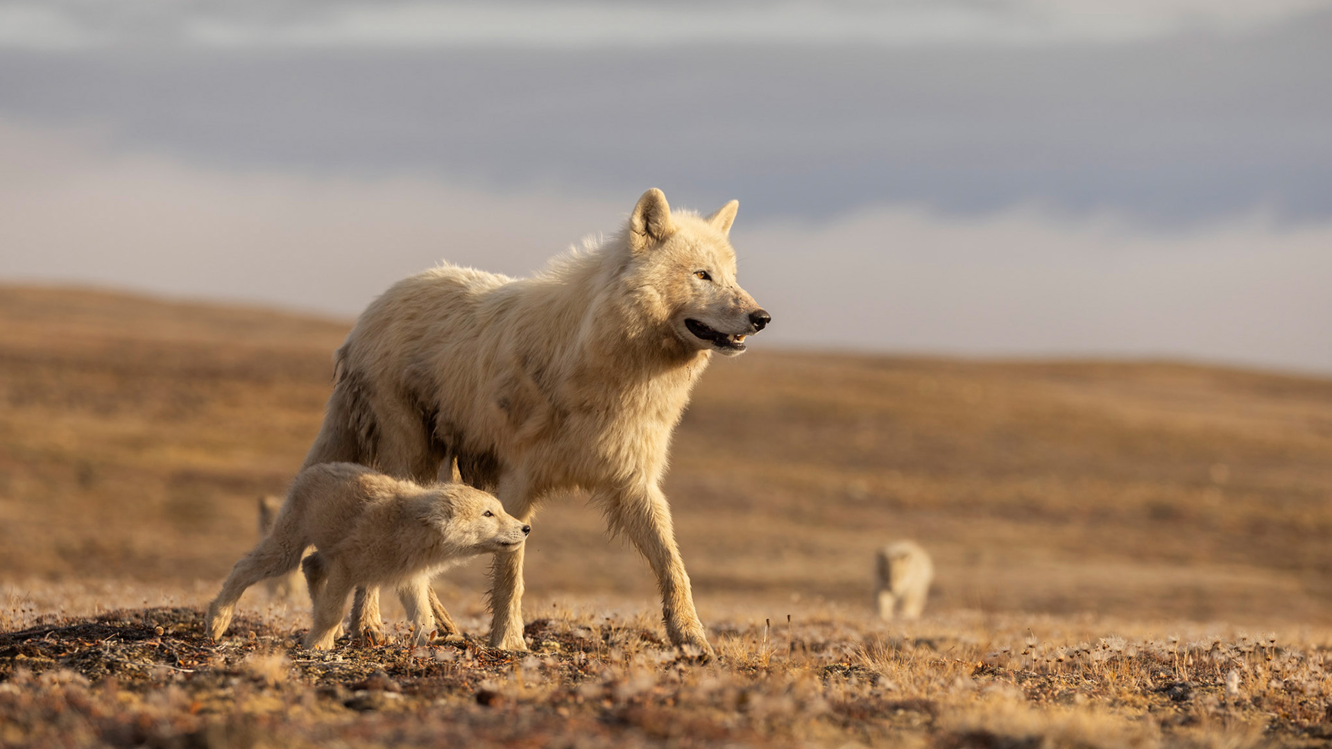 An arctic wolf and its pup trek across the open wilderness.