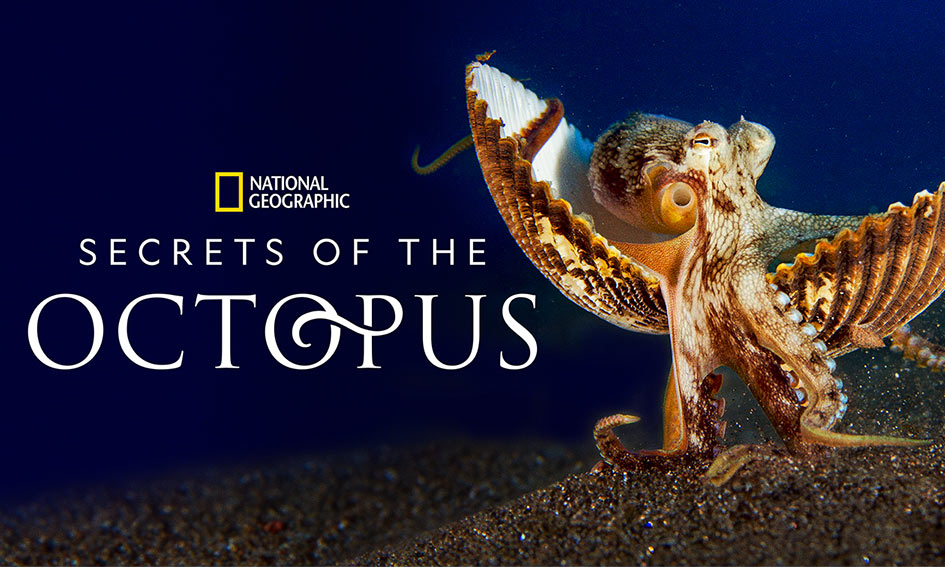 Secrets of the Octopus