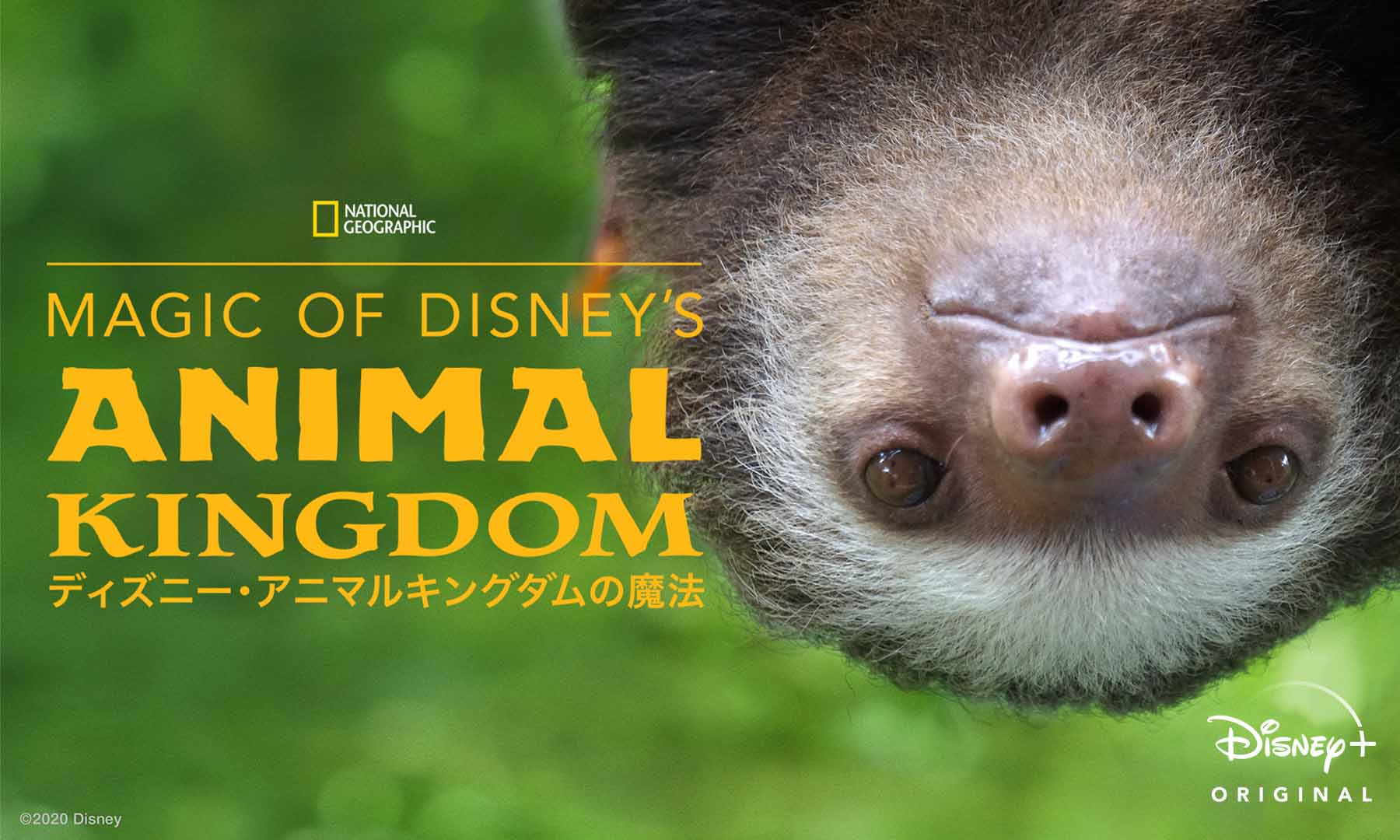 公式 Disney ディズニープラス 日本 6つのブランドが見放題