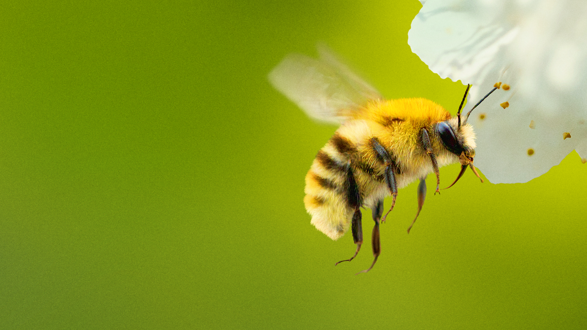 The image features a bumblebee, a member of the Bombus genus, which is a stocky, fuzzy insect commonly found pollinating flowers. Secrets of the Bees, National Geographic, Disney+, Hulu
