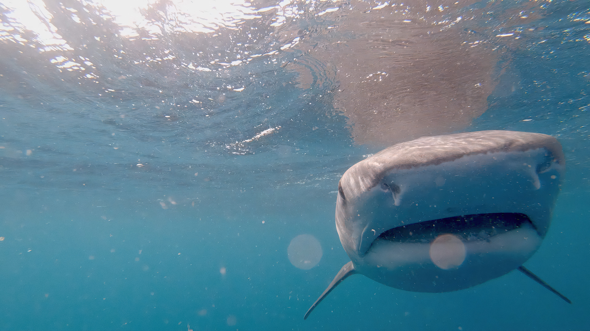 This image depicts a tiger shark (Galeocerdo cuvier), recognizable by its broad, blunt snout and dark vertical stripes.