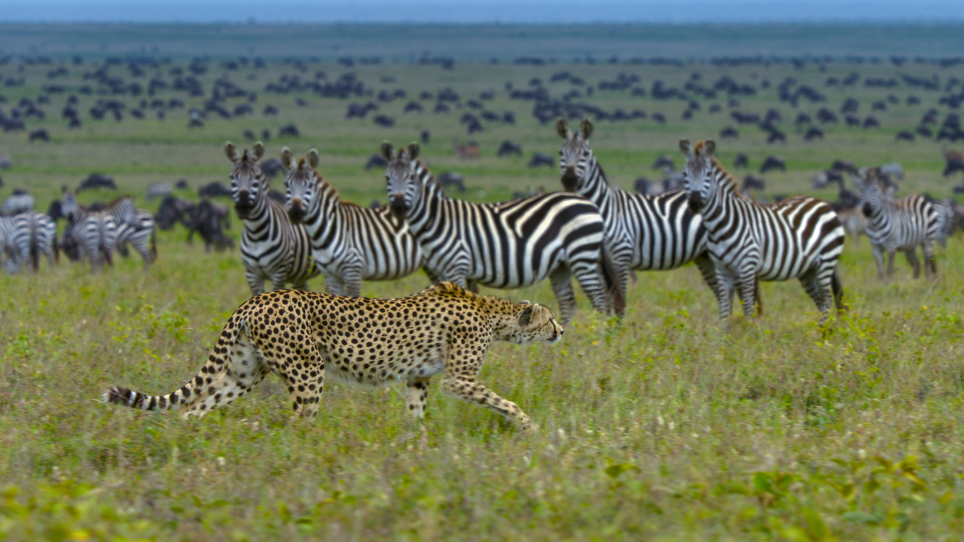 A cheetah stalks in front of a herd of onlooking zebras.  (credit: National Geographic/Tom Walker)