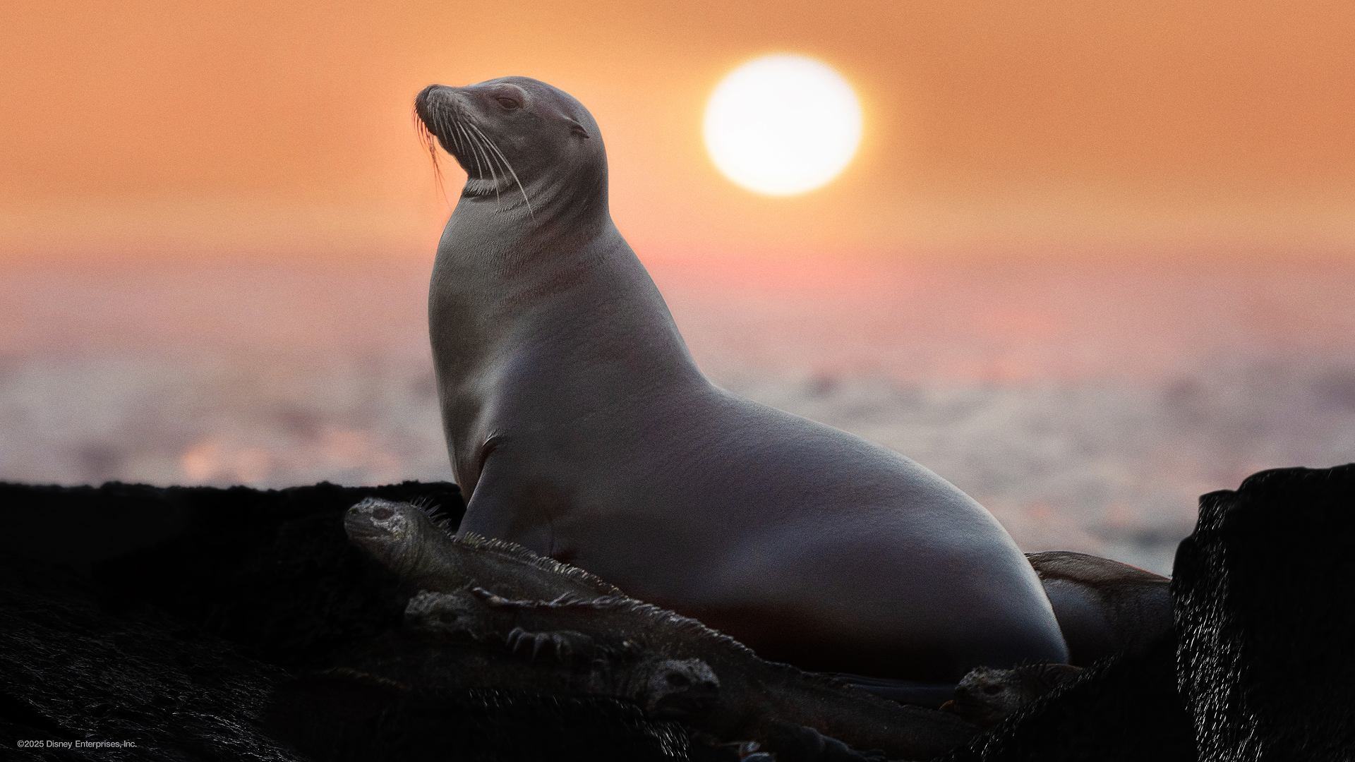 A sea lion sits on some rocks by the shore as the sun sets in the background.