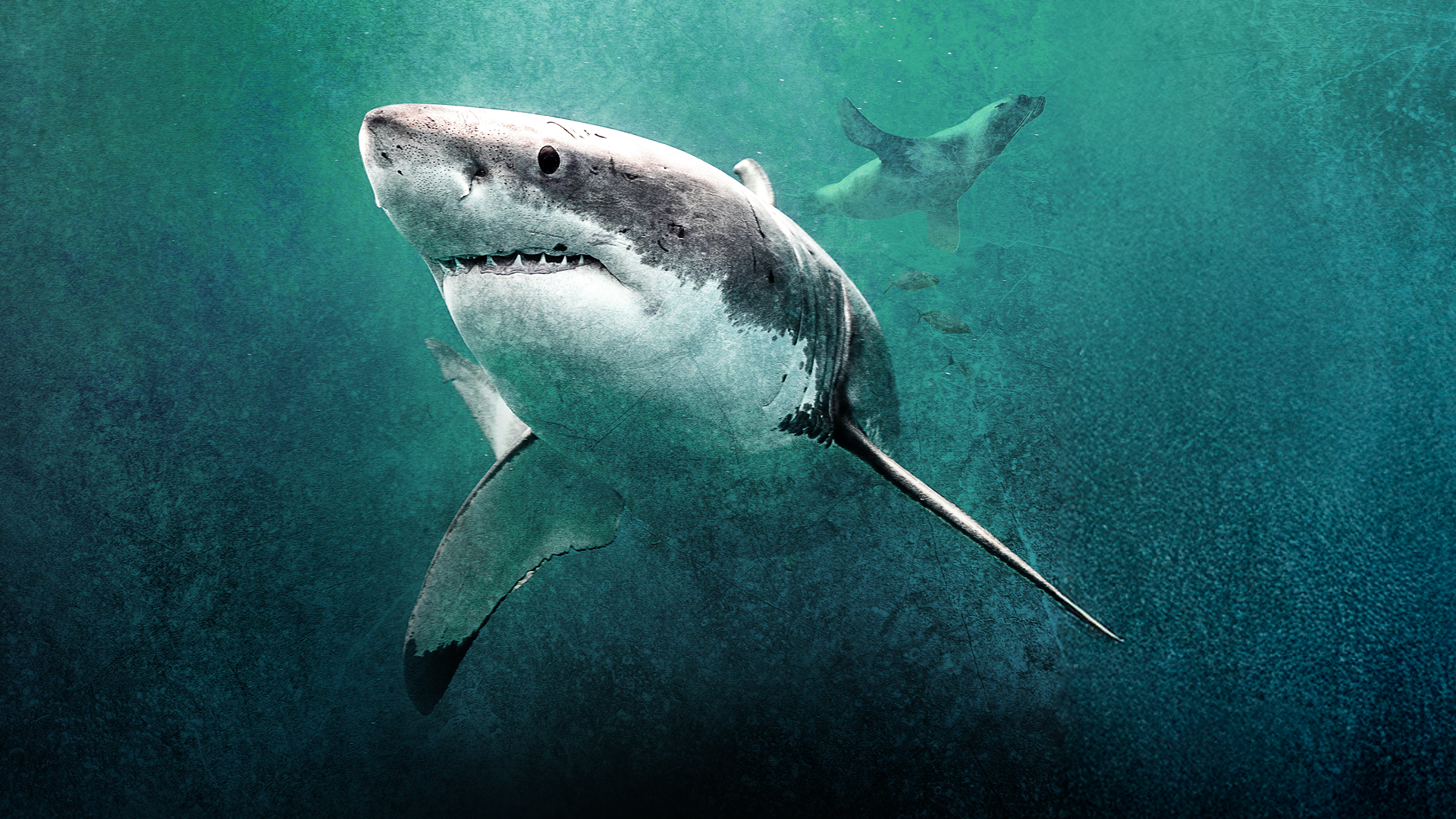 This image depicts a great white shark (Carcharodon carcharias) swimming in temperate or subtropical coastal waters.