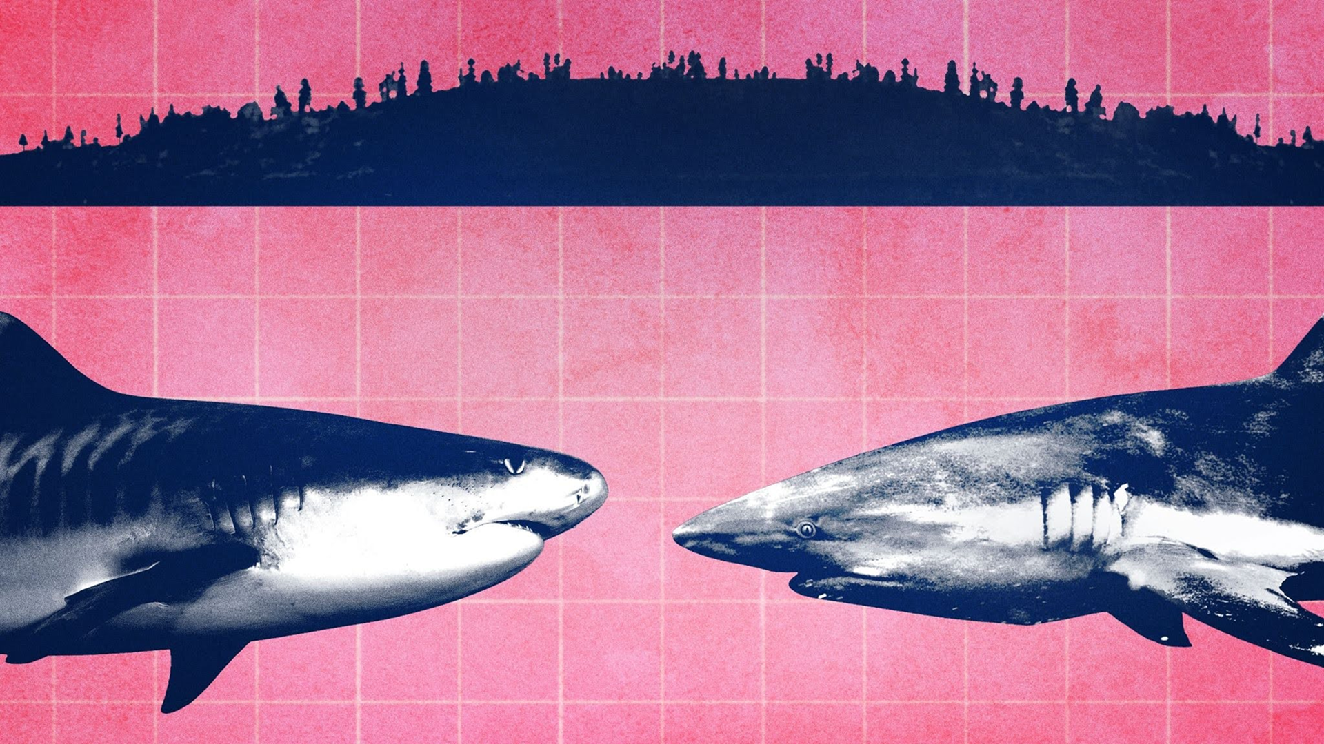 This image features stylized imagery of a Tiger Shark on the left and a Great White Shark on the right.