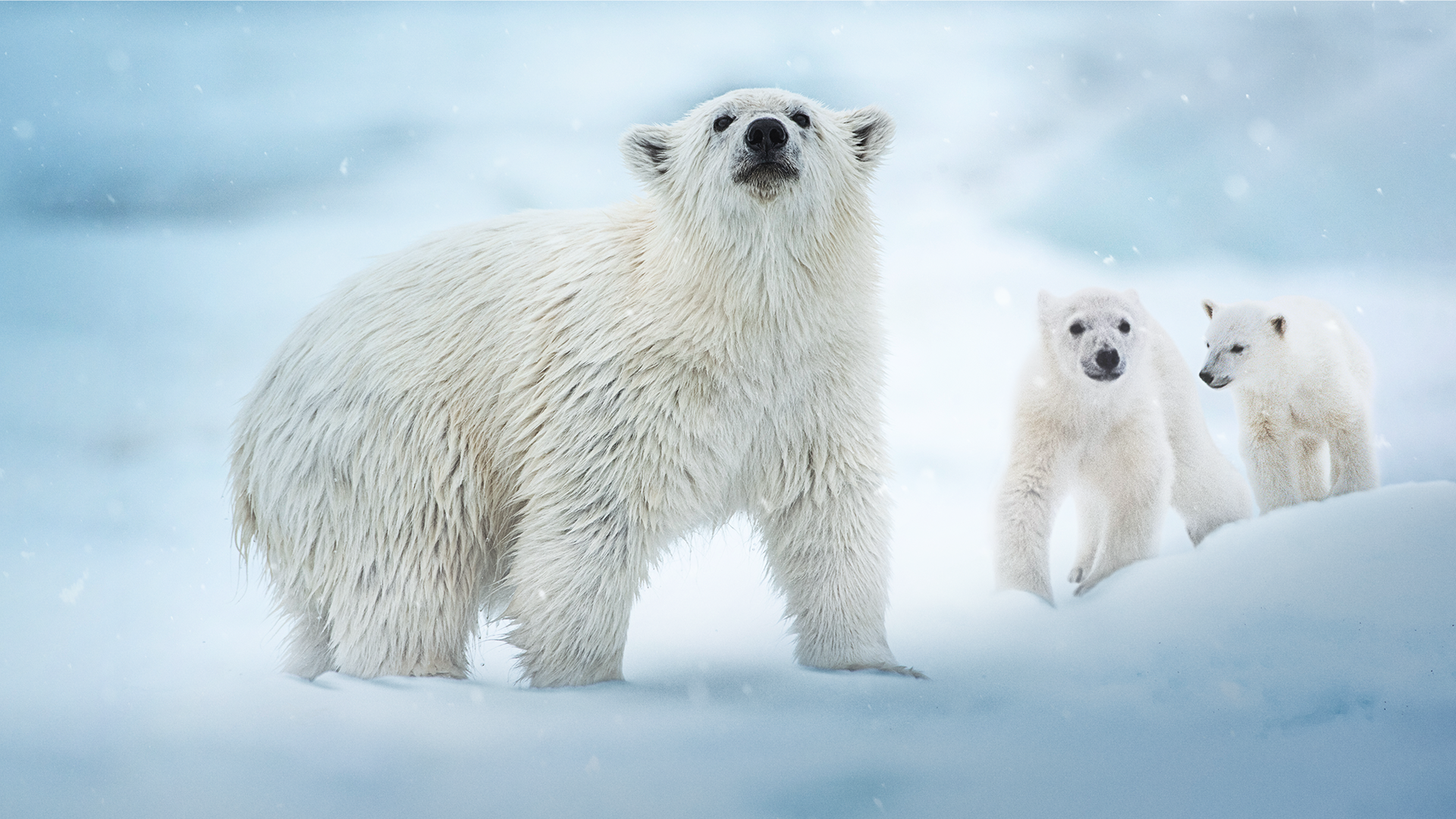 A polar bear and its cubs in the arctic snow.