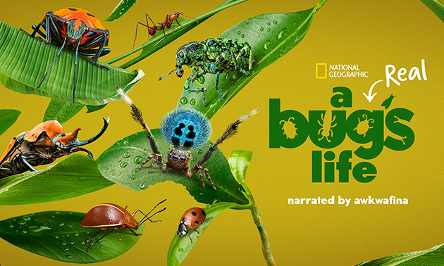 A Real Bug's Life