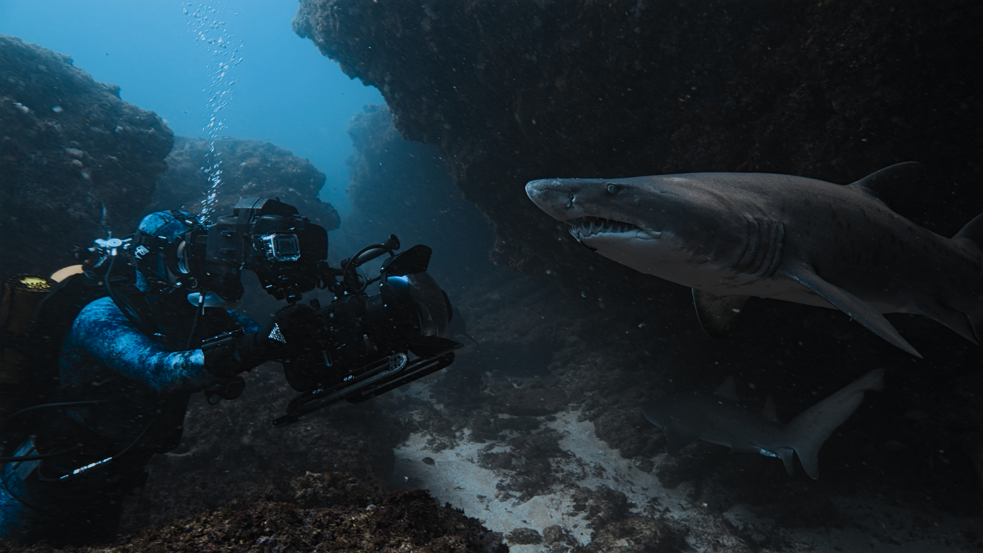 Imagem promocional do documentário Tubarões de Perto com Bertie Gregory, da National Geographic