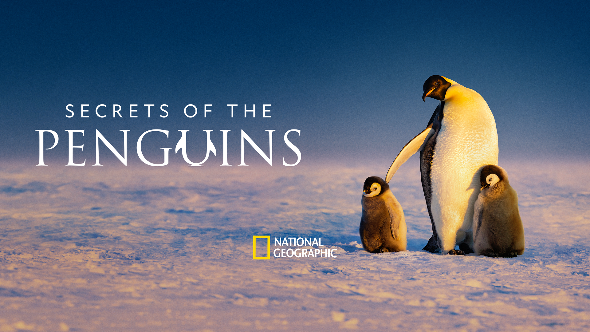 Promotional hero image for the National Geographic documentary, Secrets of the Penguins