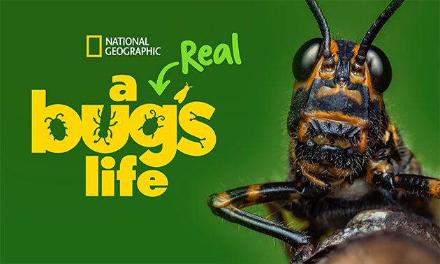 Image - A Real Bugs Life