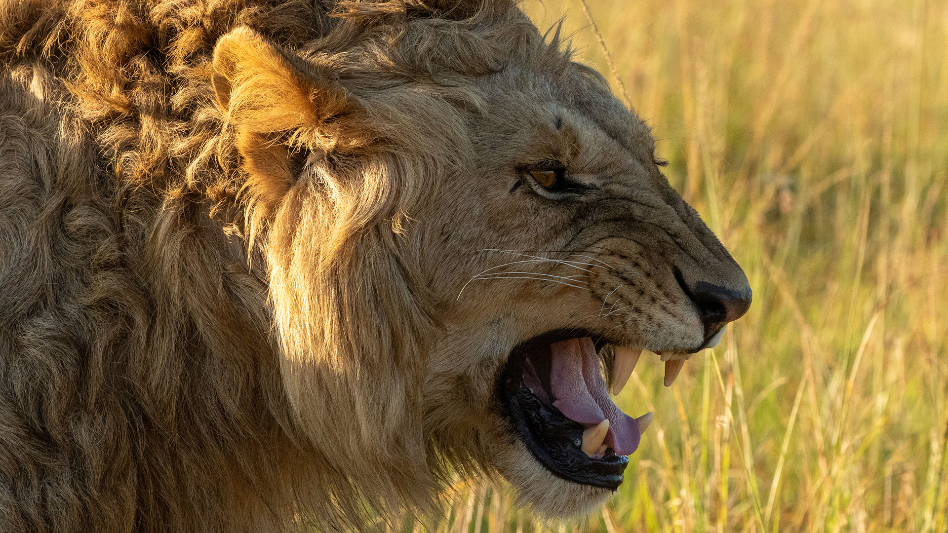 This image displays a close-up profile view of an African lion with its mouth open, showcasing sharp teeth and a light-colored mane.