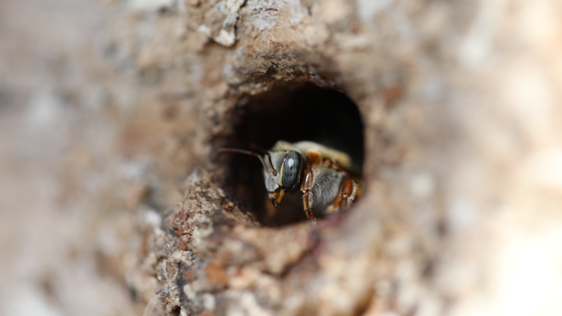 The image is a Melipona bee, a type of stingless bee known for producing medicinal honey. Secrets Of The Bees, National Geographic