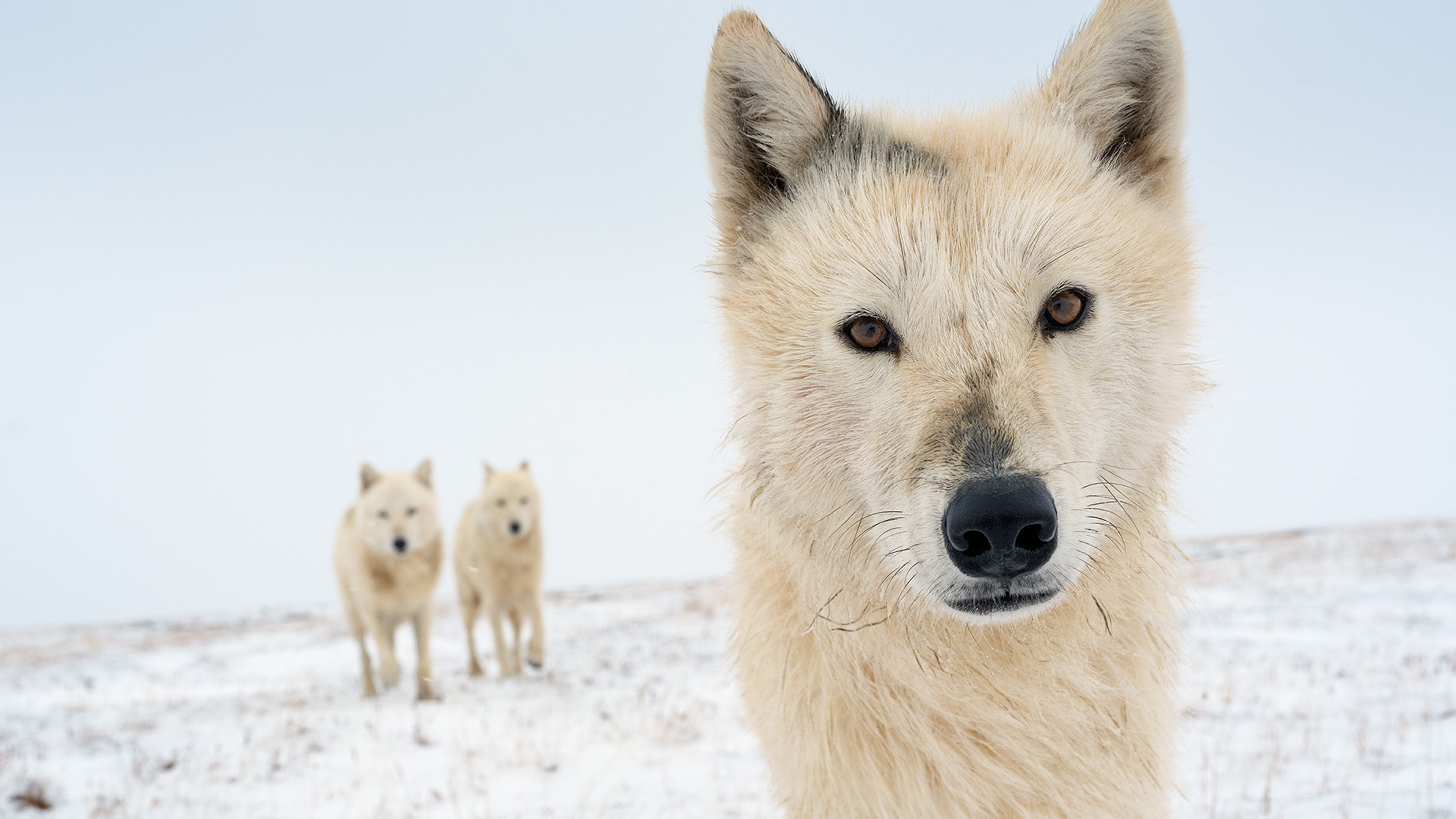 Arctic wolves photographed in the upcoming film, Disneynature's Wolf.