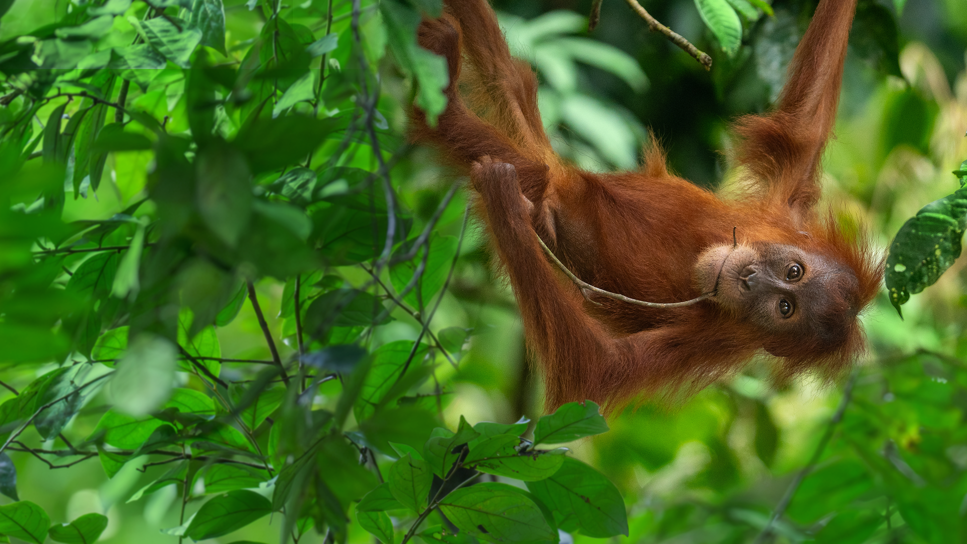 An orangutan hangs from some tree branches.