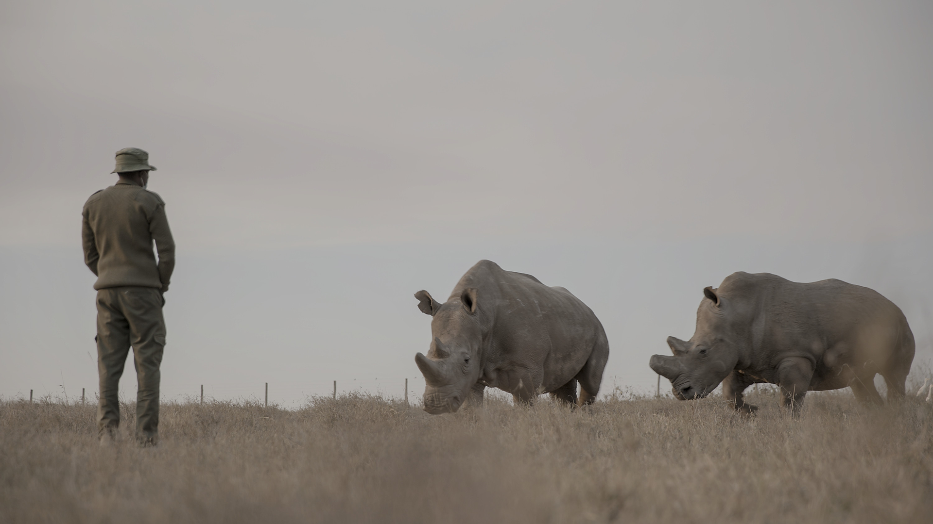 This image depicts a moment of conservation effort involving Najin and Fatu, the last two remaining Northern white rhinos on Earth. 