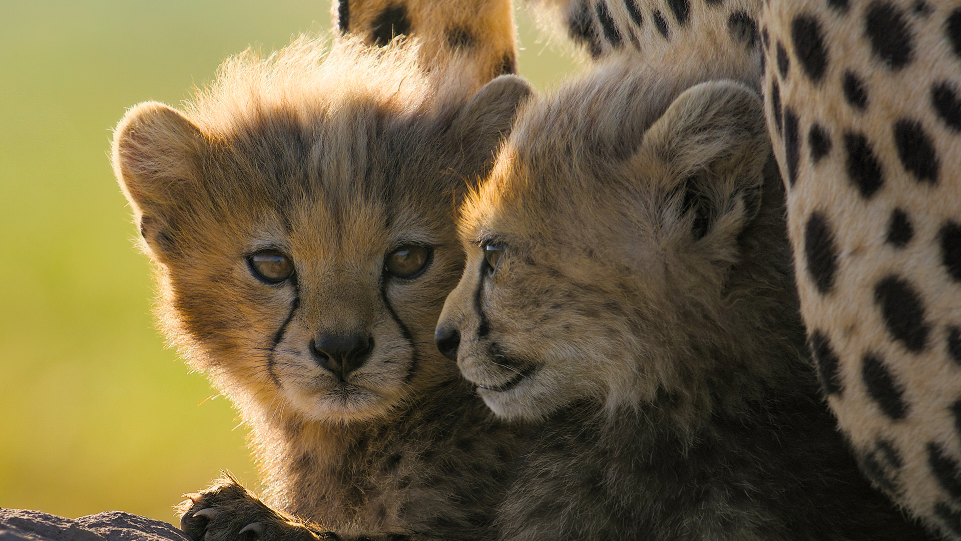 Imagem promocional do documentário Chitas de Perto com Bertie Gregory, da National Geographic