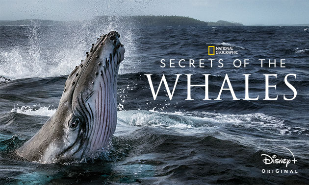 National Geographic Secrets of the Whales