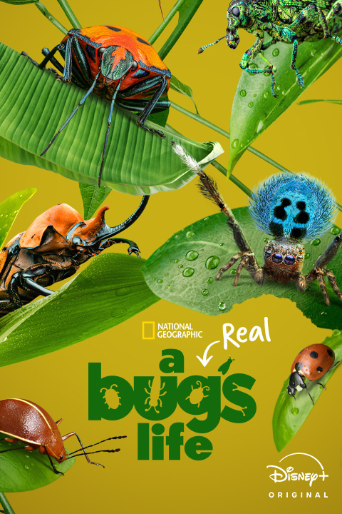 A Real Bug's Life - Portrait
