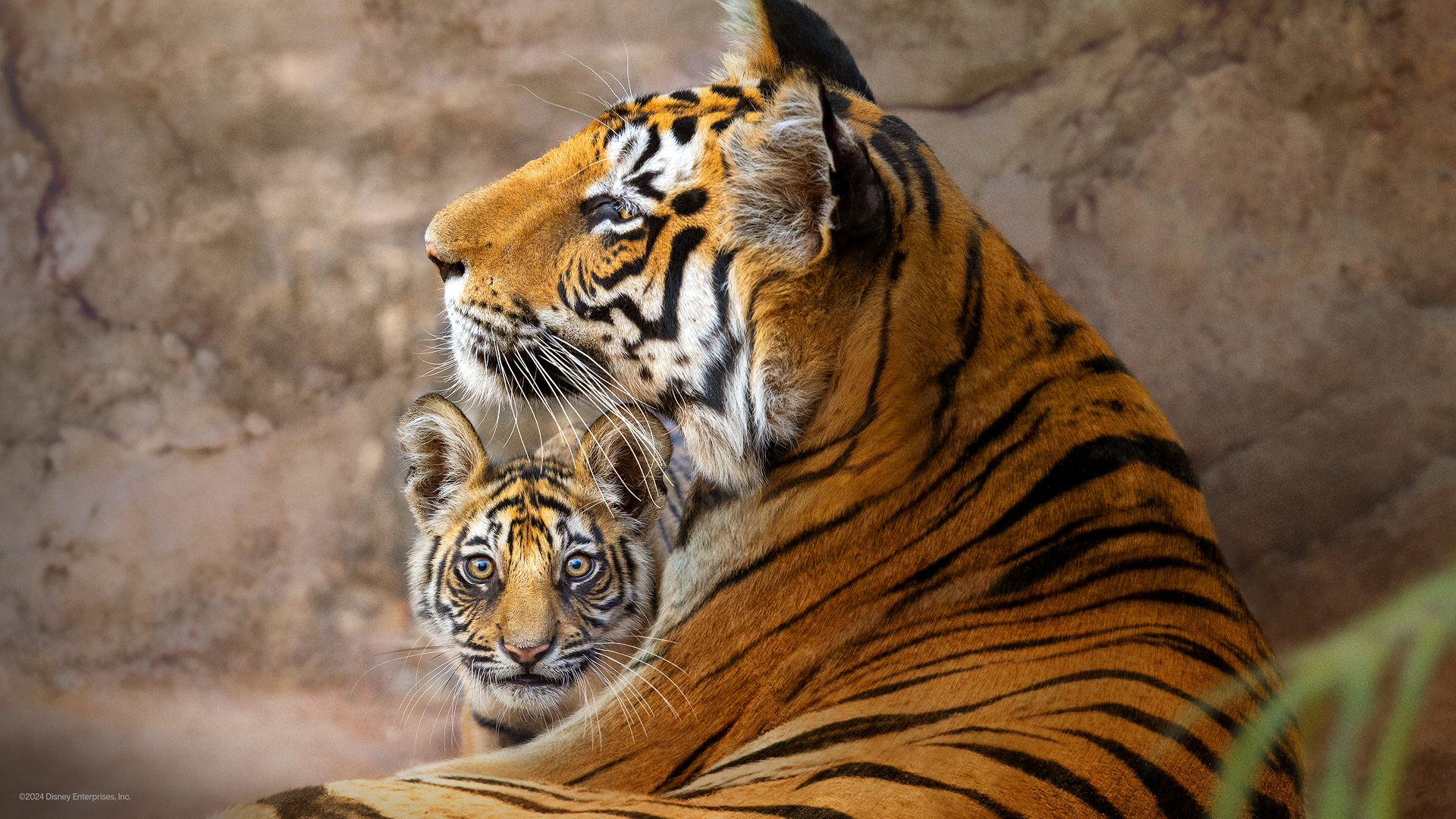 A tiger sits with its cub.