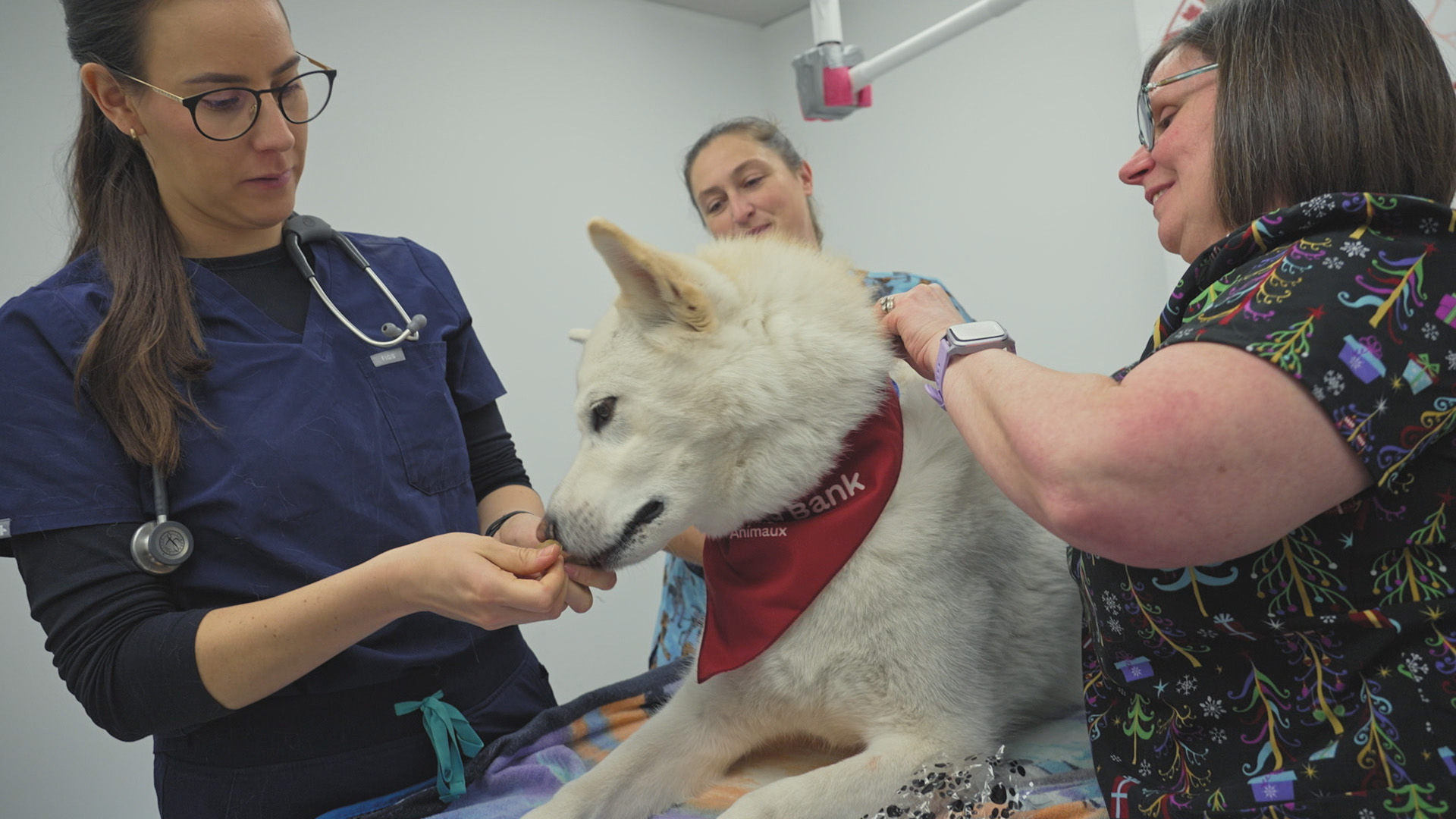 Imagem promocional do documentário Incredible Northern Vets, da National Geographic