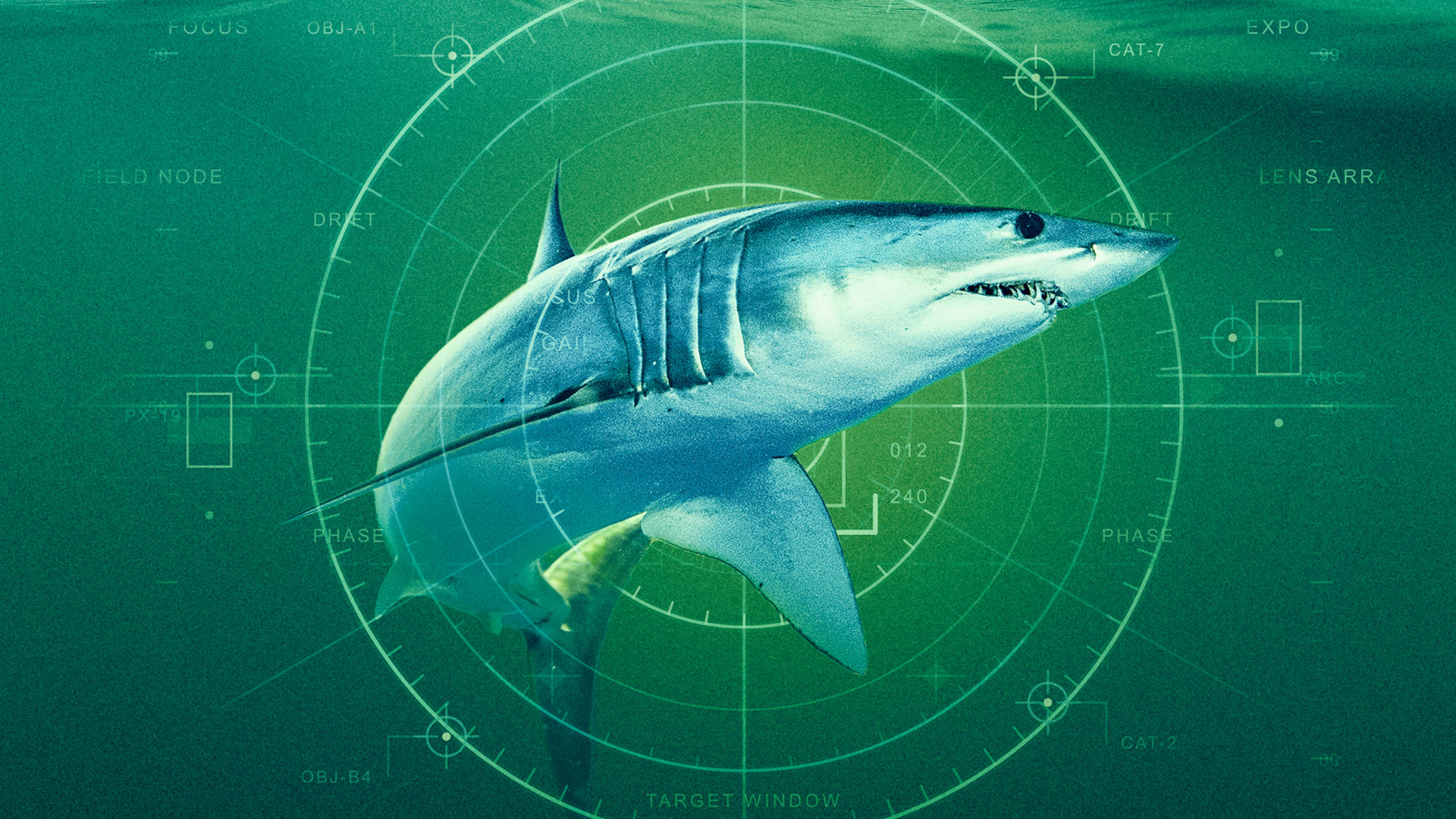 This image is a promotional graphic for a documentary titled "Dünyanın En Büyük Mako Köpekbalığı" (The World's Largest Mako Shark)