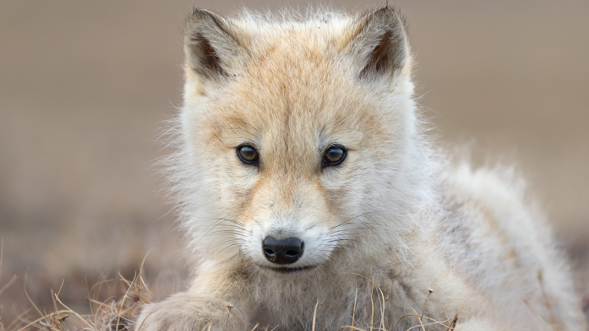 Close-up of an arctic wolf pup from Disneynature's Wolf.