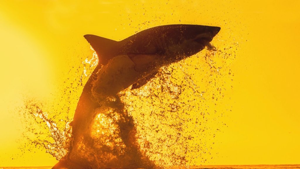 An image of a shark jumping from the water.