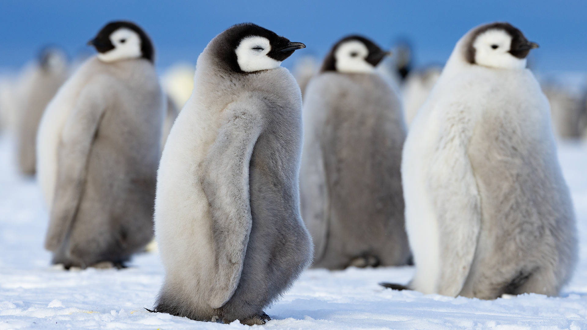 Imagem promocional do documentário Segredos dos Pinguins, da National Geographic