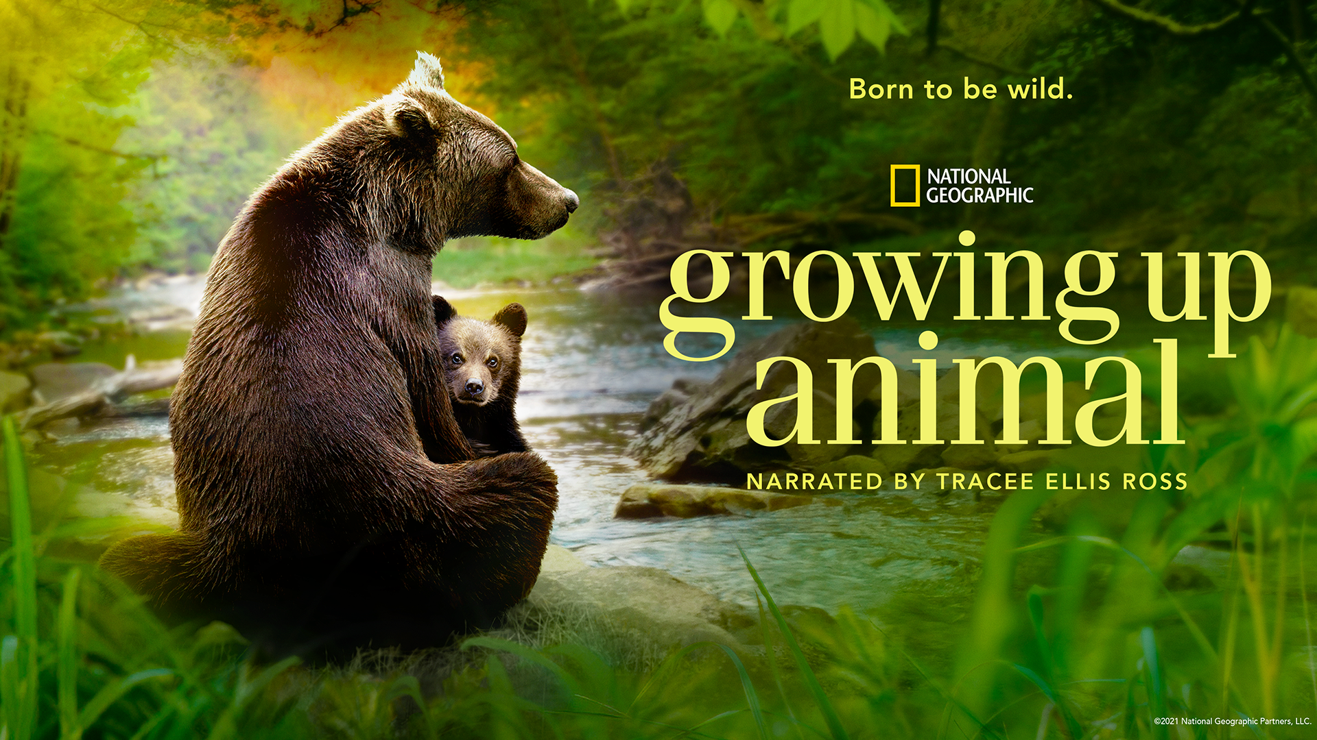 Esta imagem é uma cena do documentário O Mundo dos Animais, da National Geographic