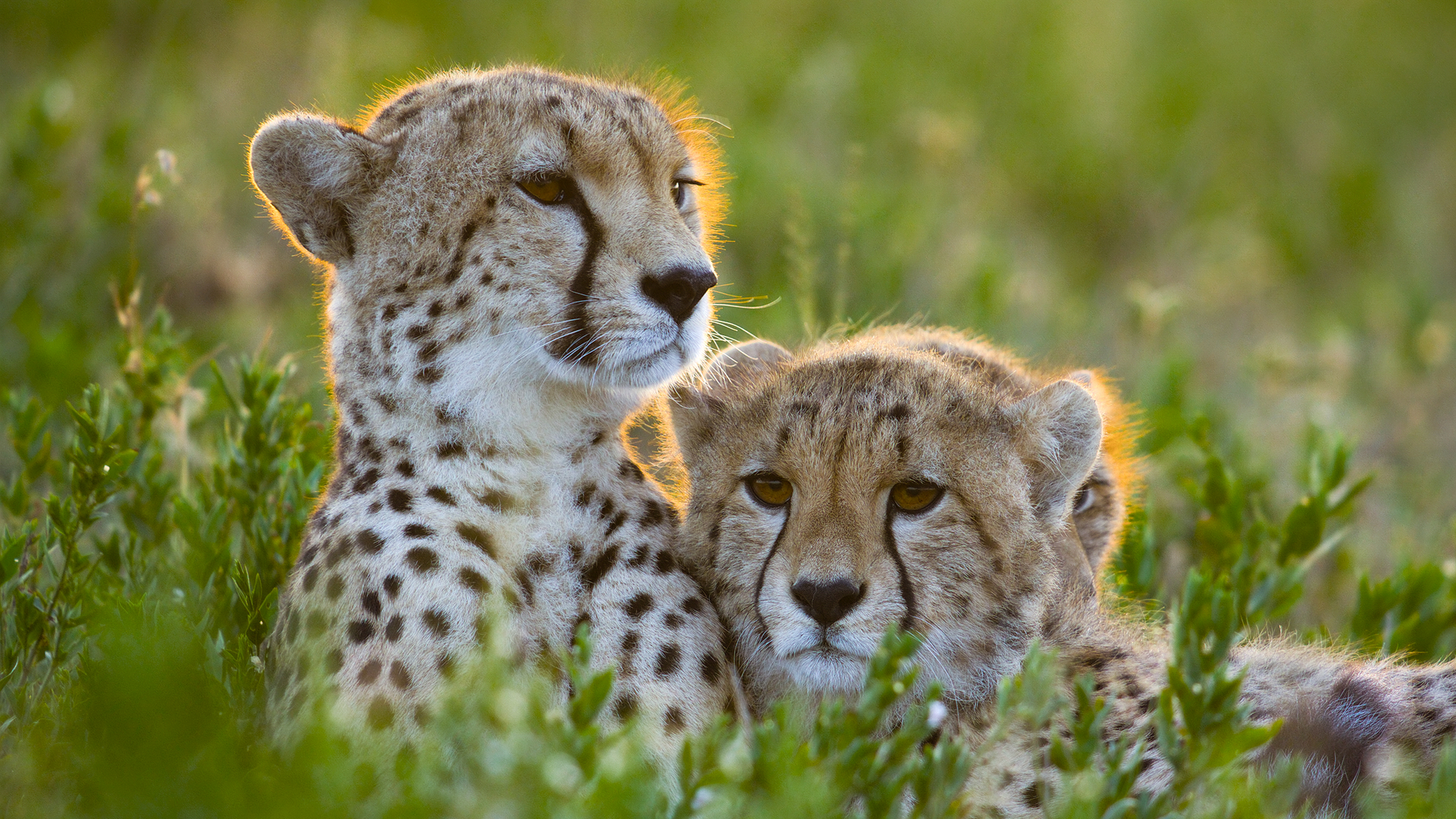 Two cheetahs cuddle together in the grass.  (credit:  National Geographic/Tom Walker)