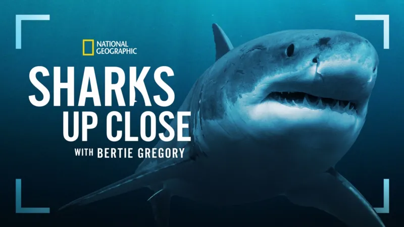 Title art for the National Geographic shark documentary Sharks Up Close With Bertie Gregory.