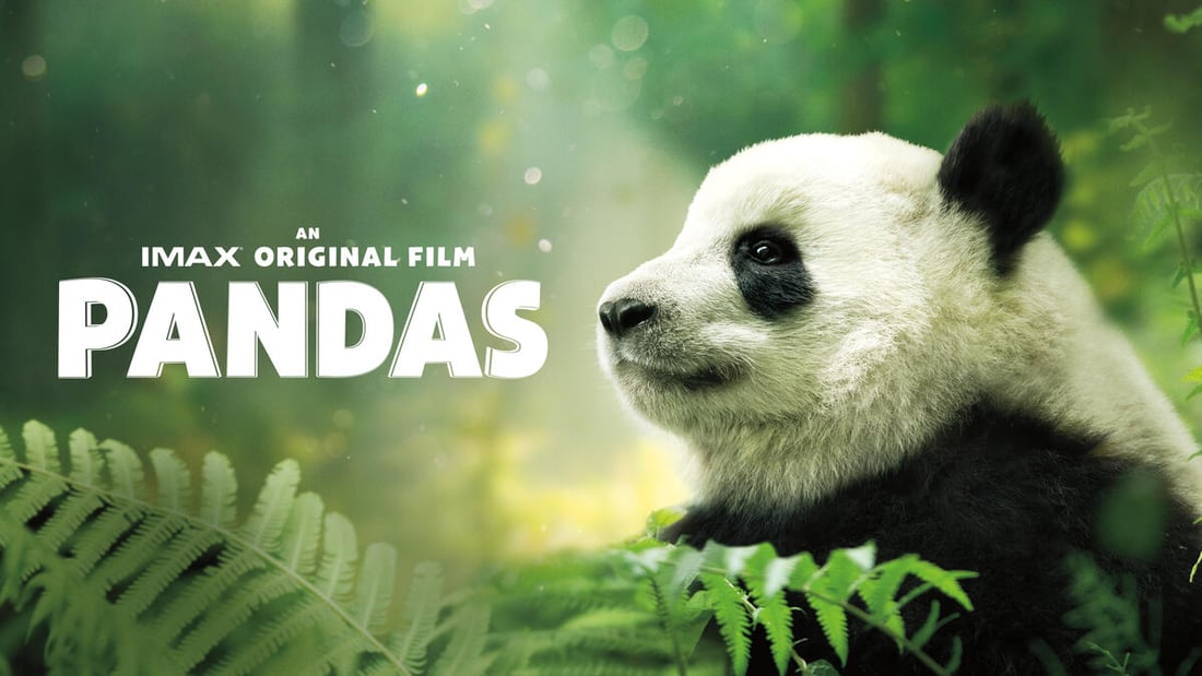 Baby panda in nature