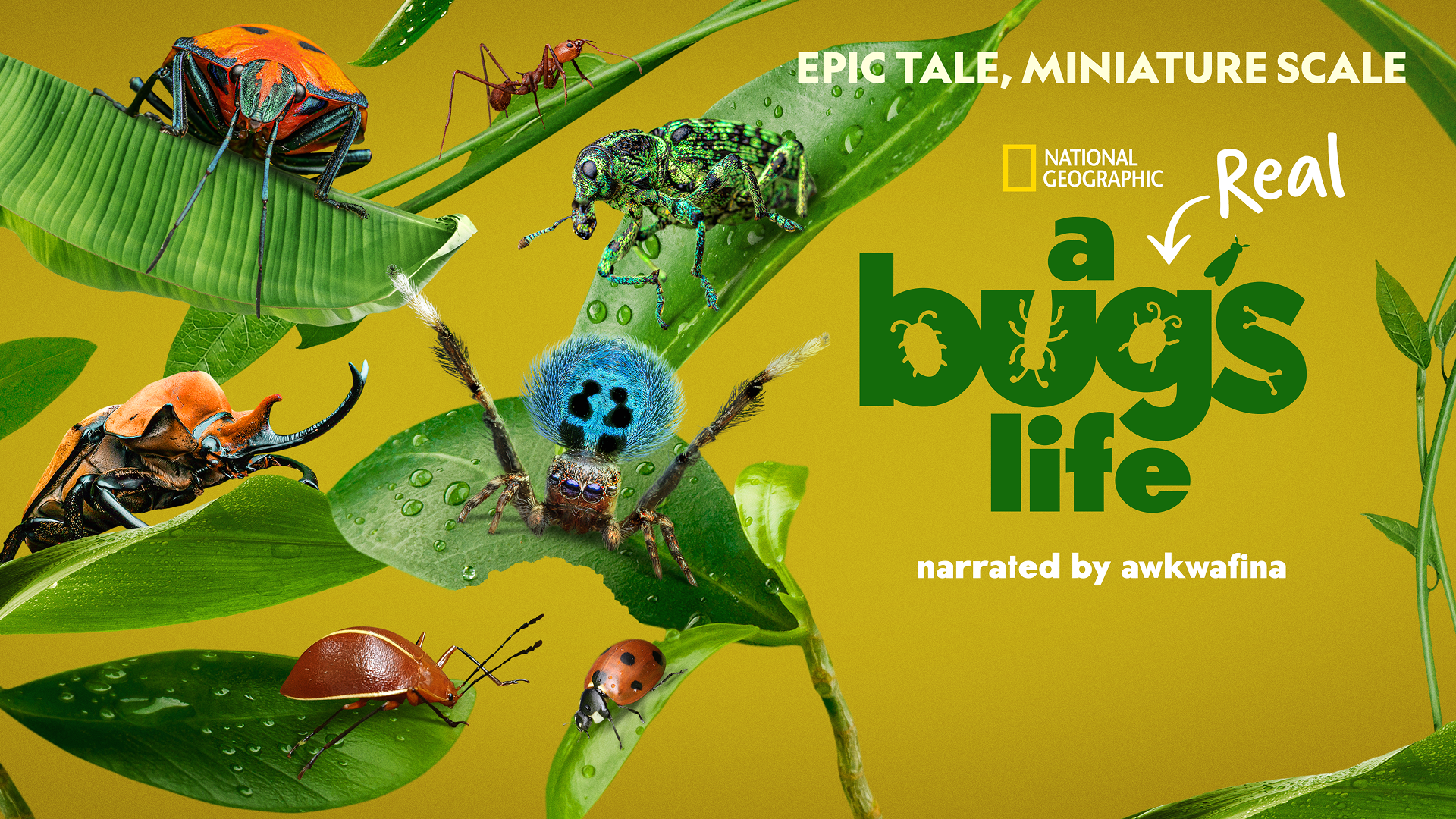 Promotional hero image for the National Geographic documentary, A Real Bug’s Life