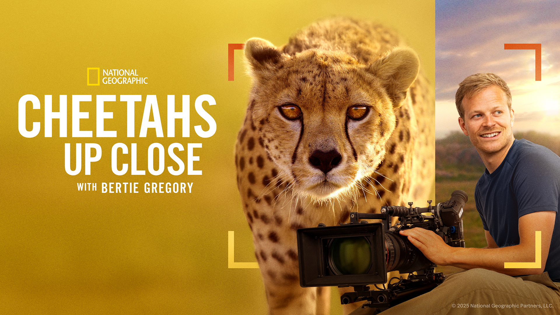 Promotional hero image for the National Geographic documentary, Cheetahs Up Close with Bertie Gregory