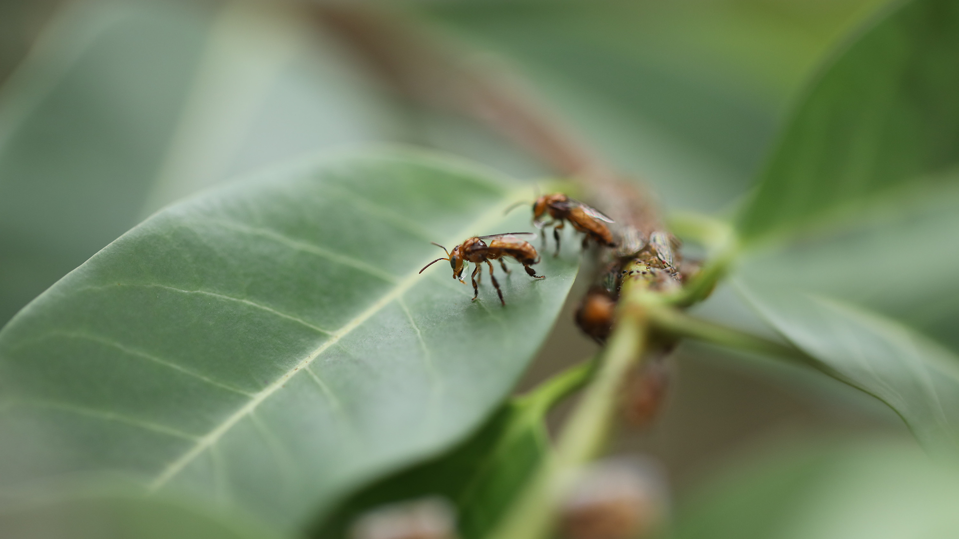The insects in the image are stingless bees, likely of the genus Oxytrigona. Secrets Of The Bees, National Geographic