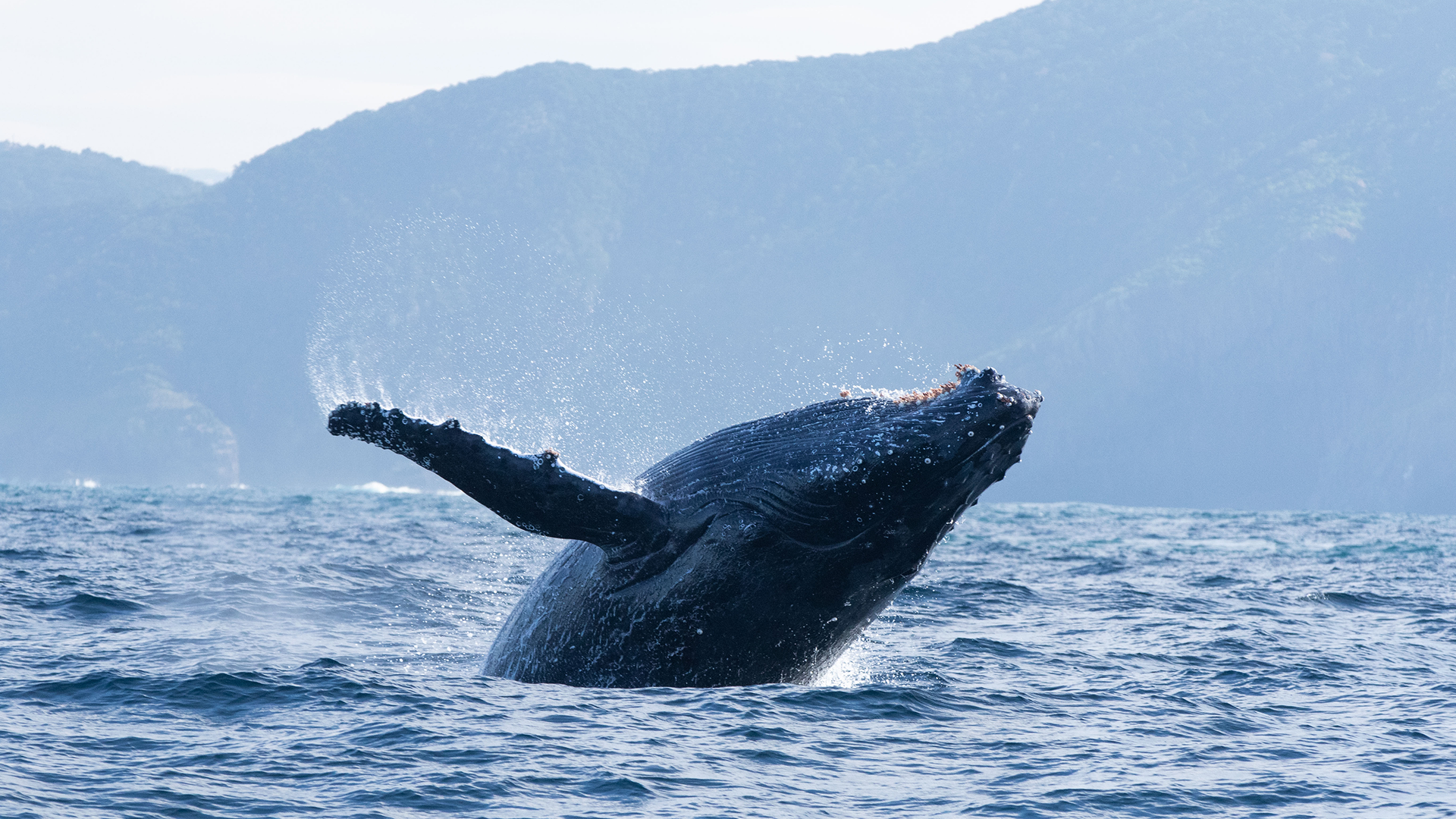 Imagem promocional do documentário Oceanos com David Attenborough, da National Geographic