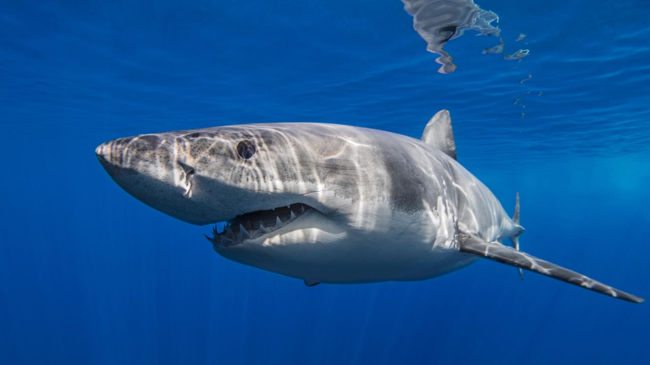 An image of a shark swimming underwater.