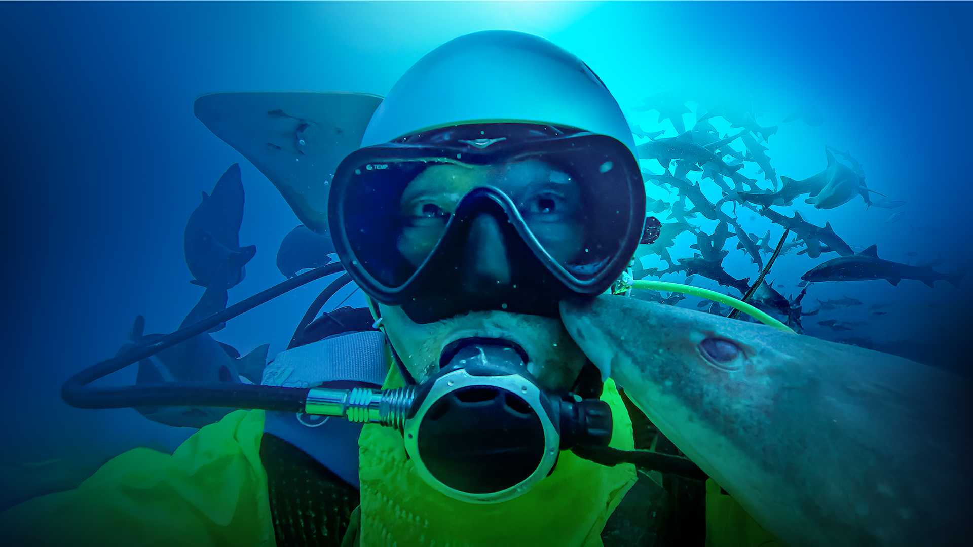 This image shows a scuba diver surrounded by nurse sharks