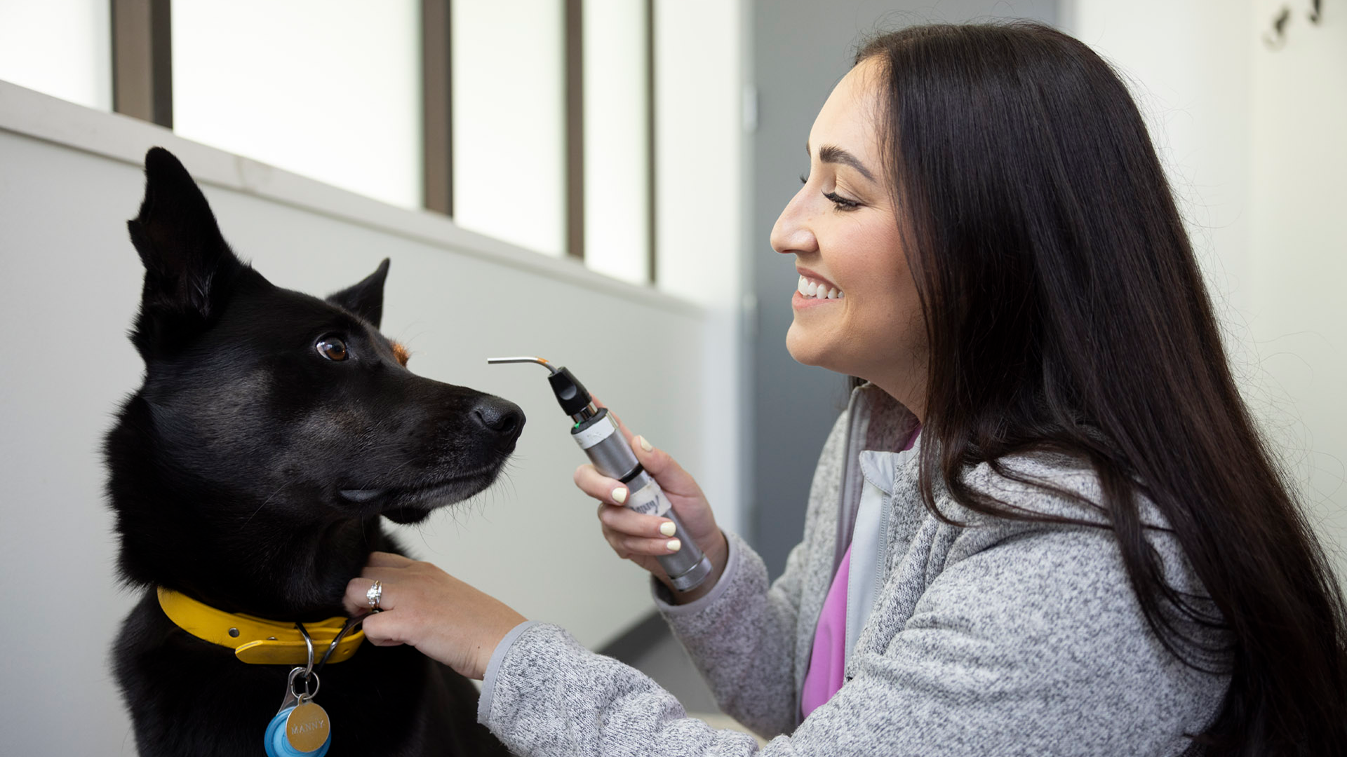 Vet checking over a dog.