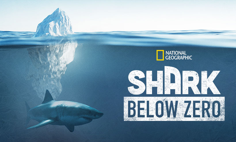 Shark Below Zero