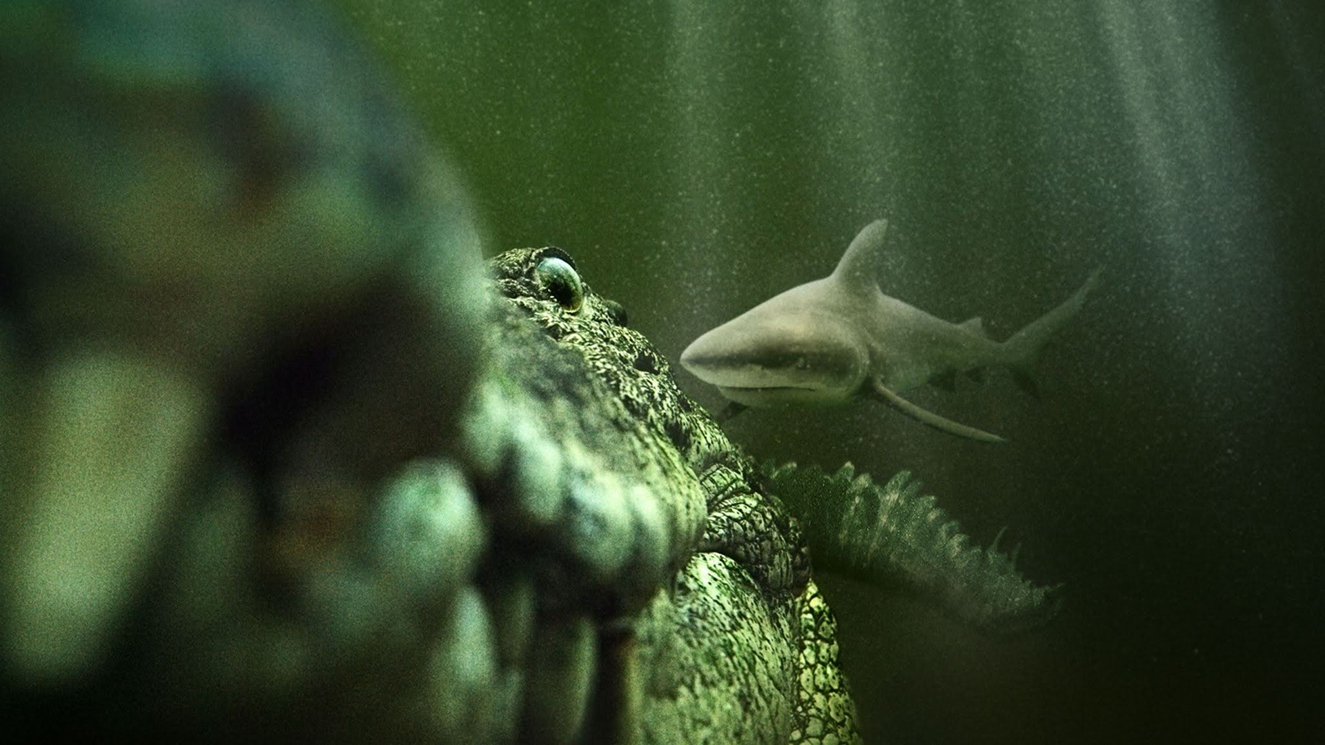  A saltwater crocodile interacting with a shark in the wild.